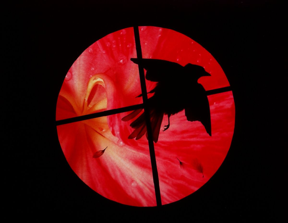 The outer frame is black and in the center, a red circle is contrasted against the dark frame, The circle is divided into four parts by two black lines that make a cross. Leaning toward the right side of the circle there is a bird's shadow. The bird's wings are outstretched.