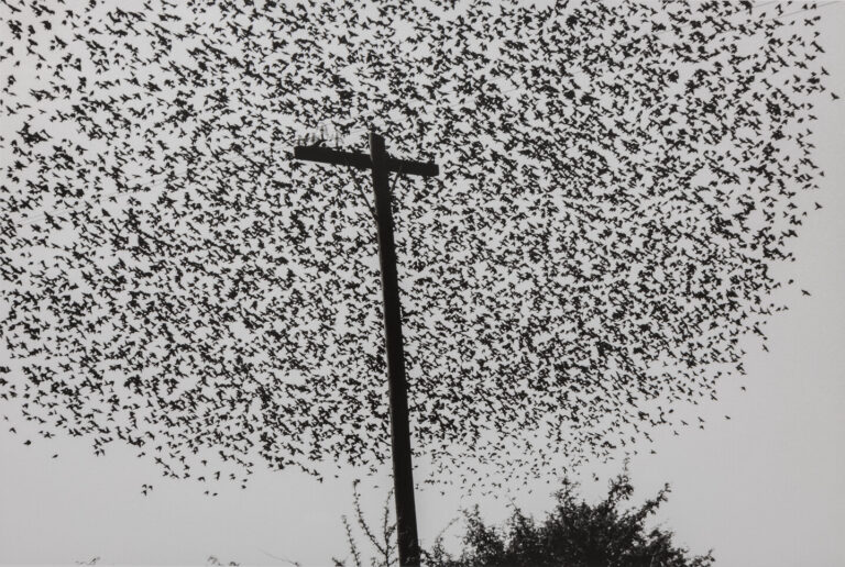 Graciela Iturbide, Pájaros en el poste, Carretera (Birds on the Post, Highway), Guanajuato, 1990; Gelatin silver print, 11 ⅝ x 17 ½ in.; Museum of Fine Arts, Boston; Museum purchase with funds donated by John and Cynthia Reed, Charles H. Bayley Picture and Painting Fund, Barbara M. Marshall Fund, Lucy Dalbiac Luard Fund, Horace W. Goldsmith Foundation Fund for Photography, Francis Welch Fund, and Jane M. Rabb Fund for Film and Photography; © Graciela Iturbide; Courtesy Museum of Fine Arts, Boston