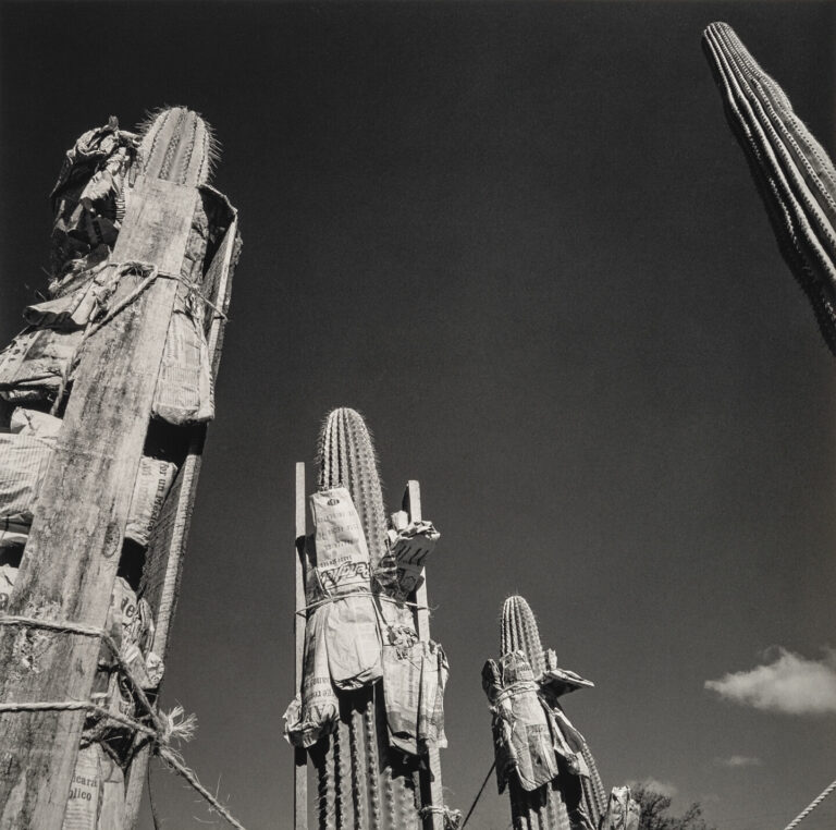 Graciela Iturbide, Jardín botaníco (Botanical Garden), Oaxaca, 1998–99; Gelatin silver print, 14 ⅝ x 14 ½ in.; Museum of Fine Arts, Boston; Museum purchase with funds donated by John and Cynthia Reed, Charles H. Bayley Picture and Painting Fund, Barbara M. Marshall Fund, Lucy Dalbiac Luard Fund, Horace W. Goldsmith Foundation Fund for Photography, Francis Welch Fund, and Jane M. Rabb Fund for Film and Photography; © Graciela Iturbide; Courtesy Museum of Fine Arts, Boston